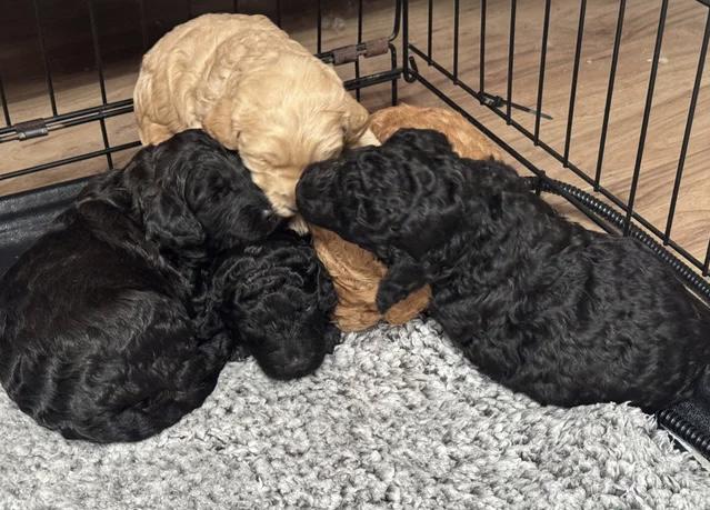 Annie je Australanka Štěňata labradoodle - foto 3