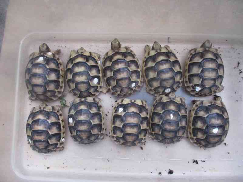 Suchozemské želvy - vlastní odchov - foto 1