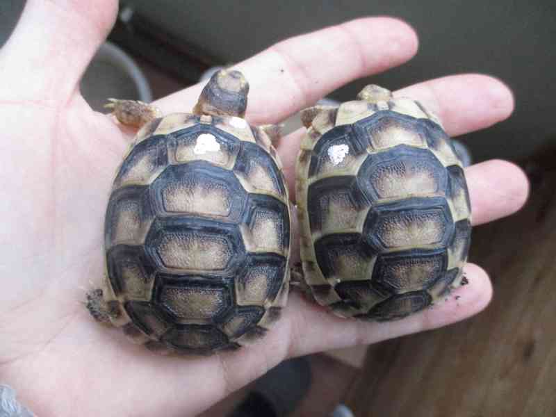 Suchozemské želvy - vlastní odchov - foto 3