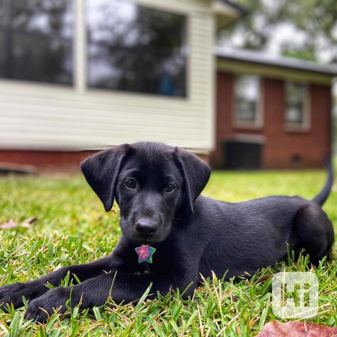 Štěně černého labradora k adopci - foto 1