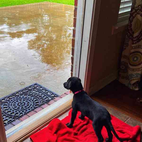 Štěně černého labradora k adopci - foto 3