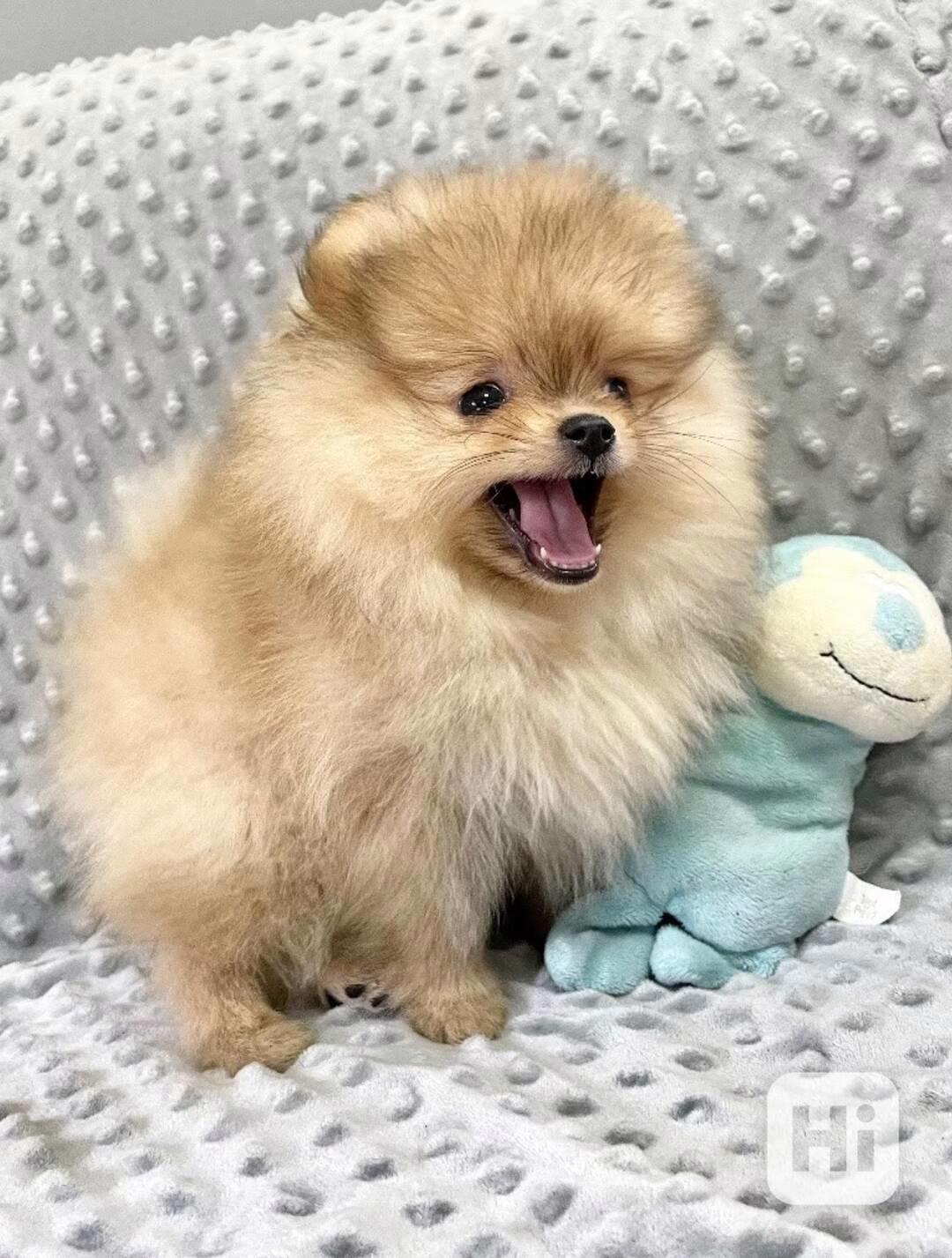 Německý špic ,Pomeranian s PP - foto 1