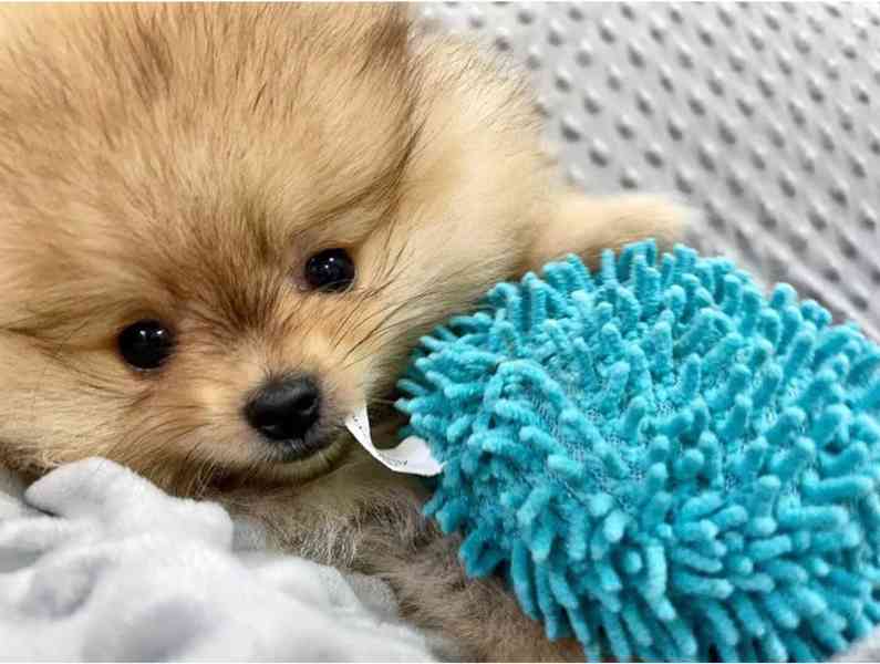 Německý špic ,Pomeranian s PP - foto 2