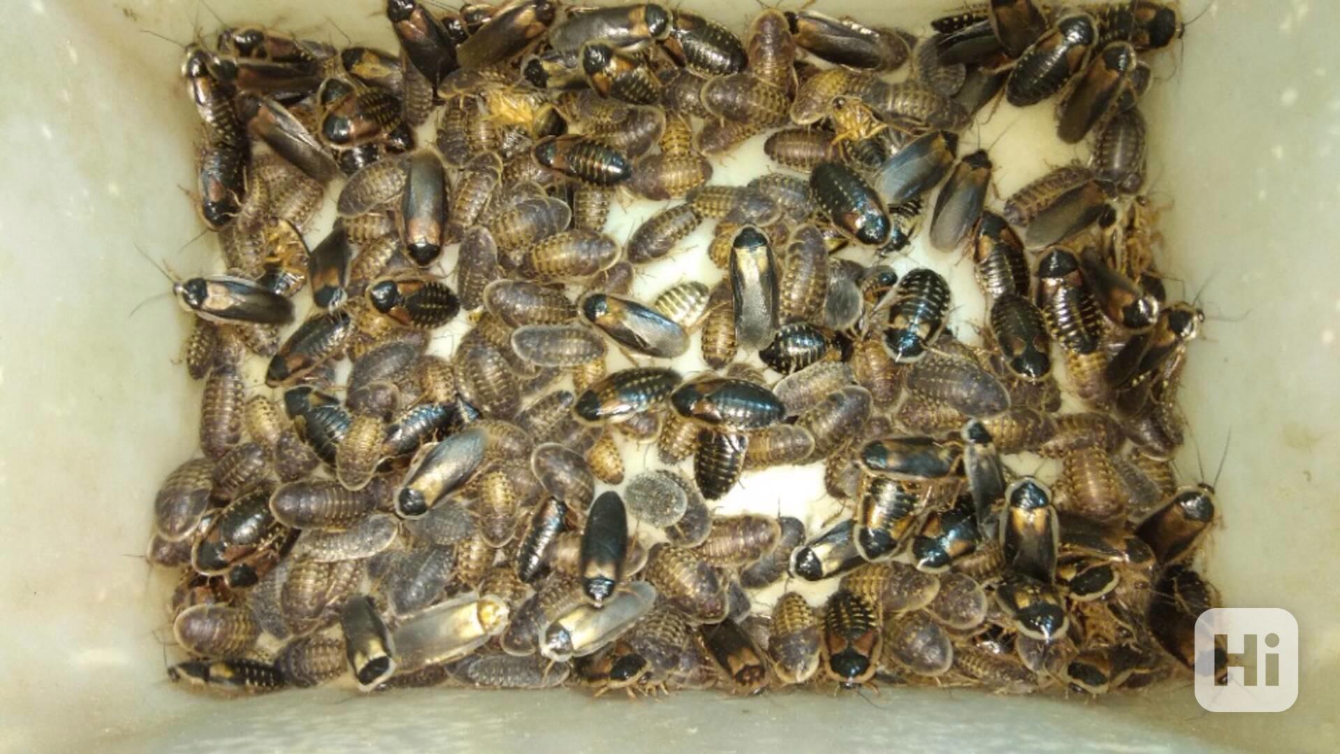 Švábi Blaptica dubia mix  3-4cm, 1ks/2,20kč - foto 1