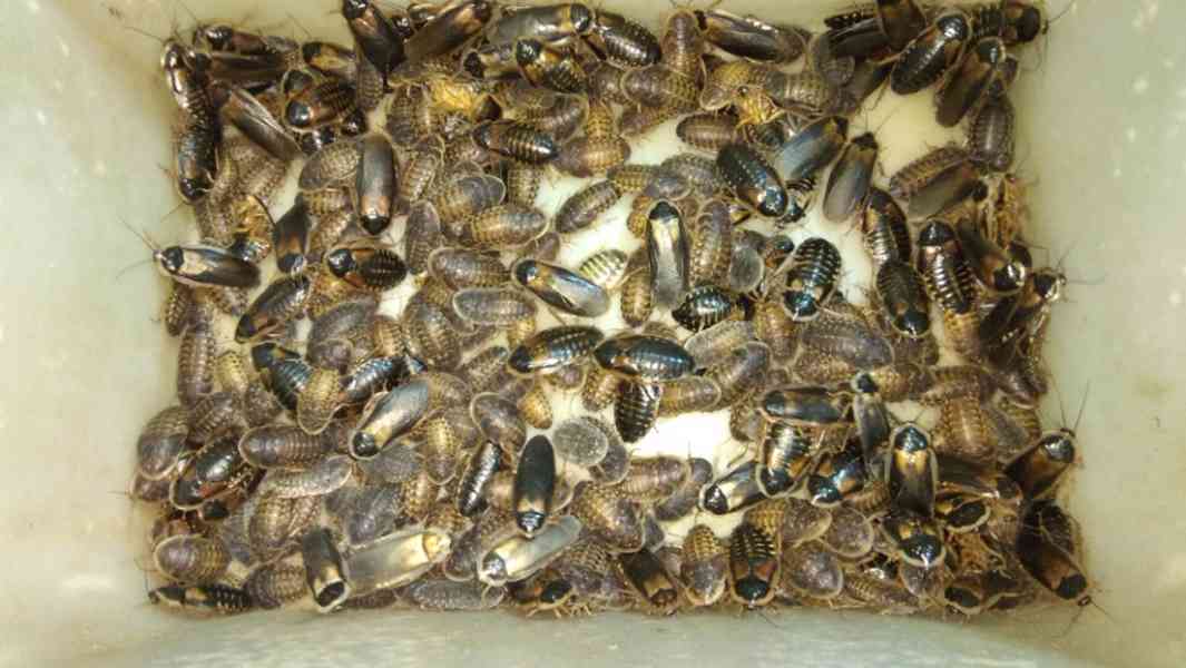 Švábi Blaptica dubia mix  3-4cm, 1ks/2,20kč - foto 1
