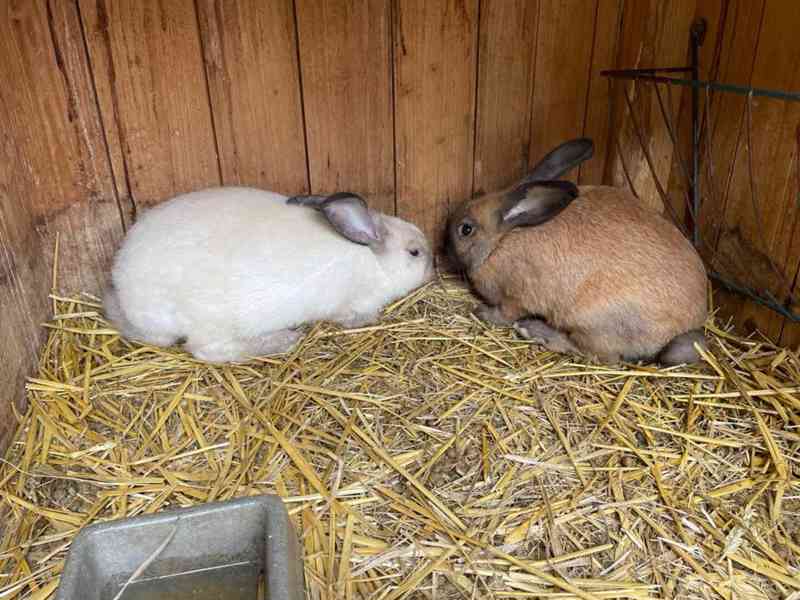Prodej králíků na chov, nebo výkrm - foto 1