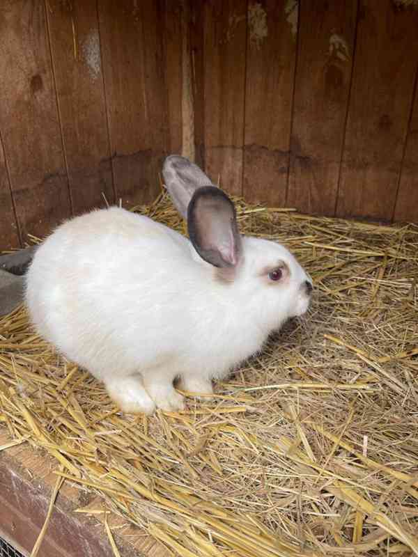 Prodej králíků na chov, nebo výkrm - foto 2