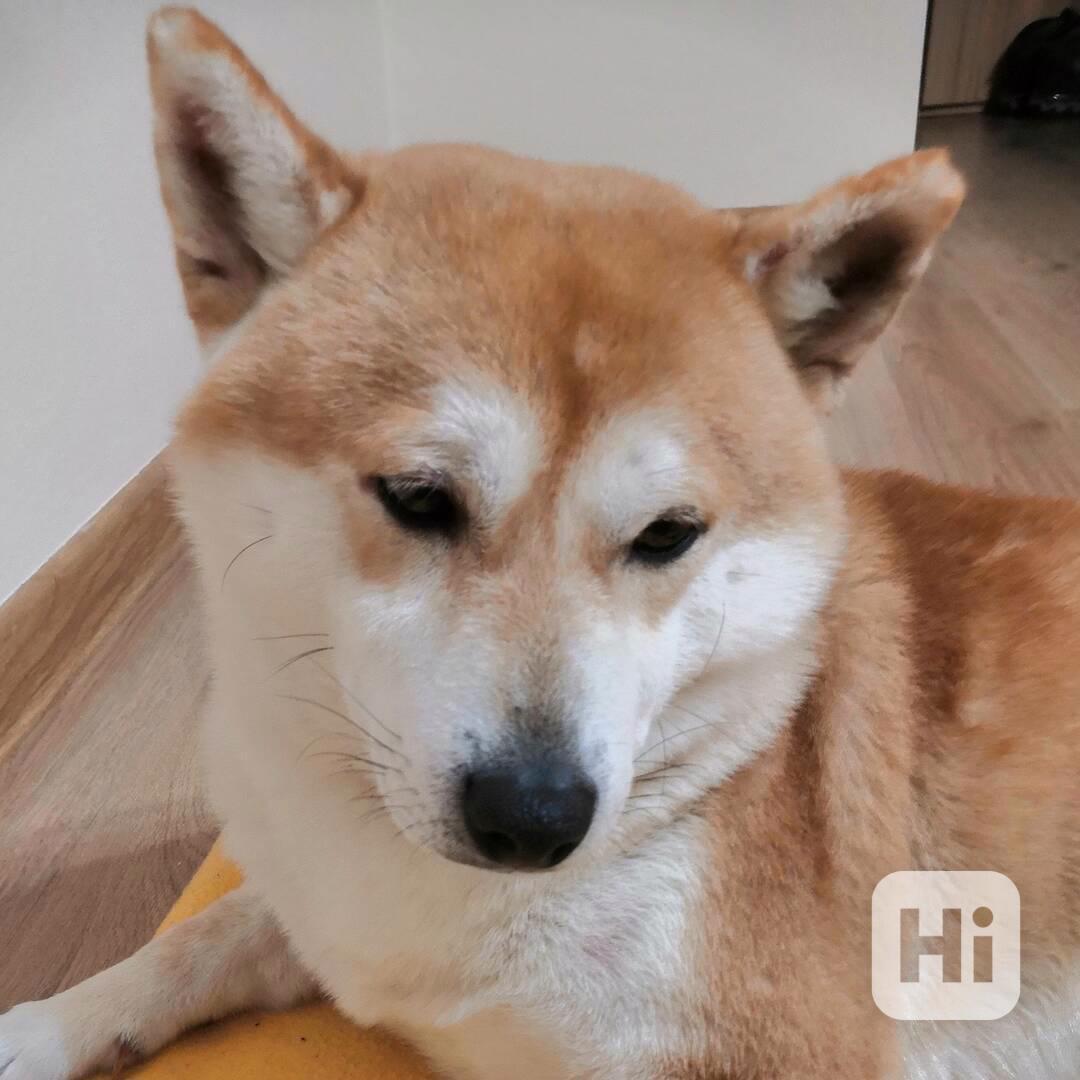 Shiba inu pes ke krytí  - foto 1