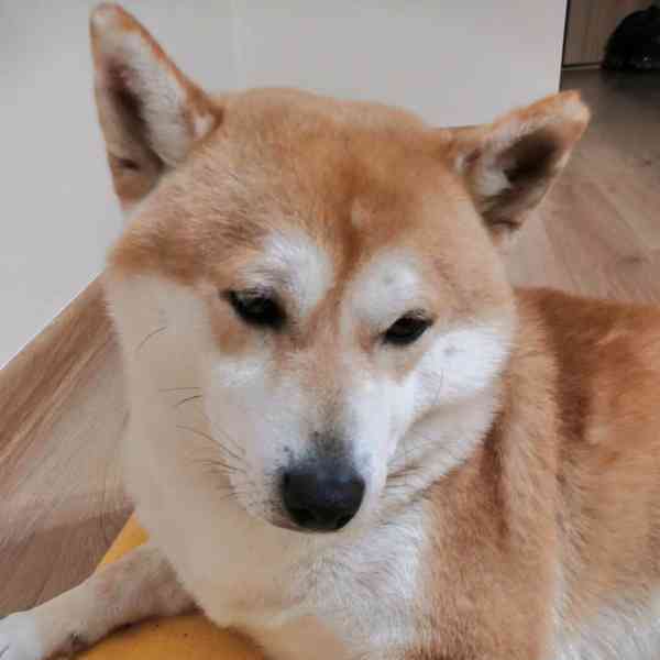 Shiba inu pes ke krytí  - foto 1