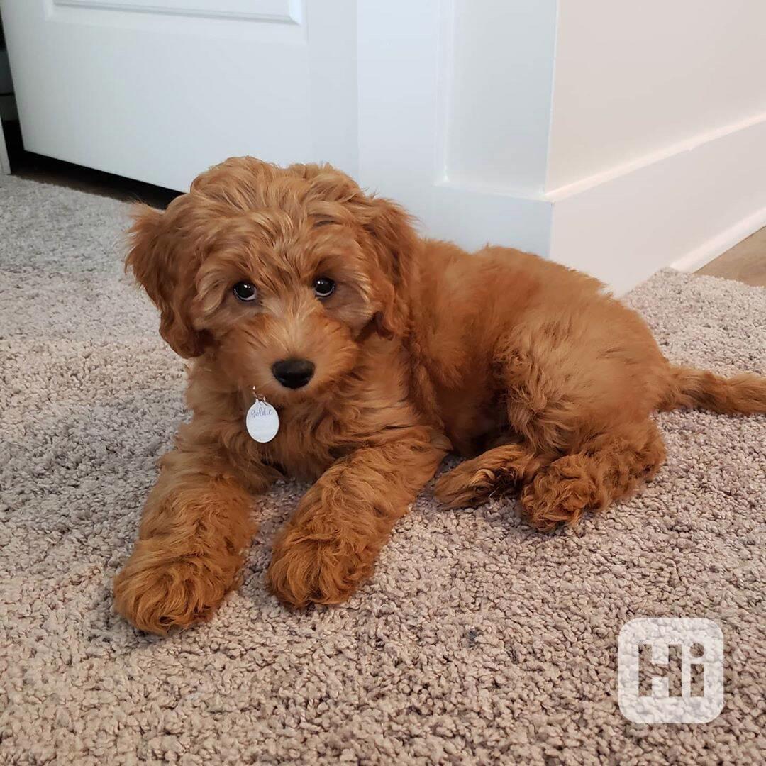 ✨🐶 ADORABLE GOLDEN DOODLE PUPPIES READY FOR THEIR FOREVER H - foto 1