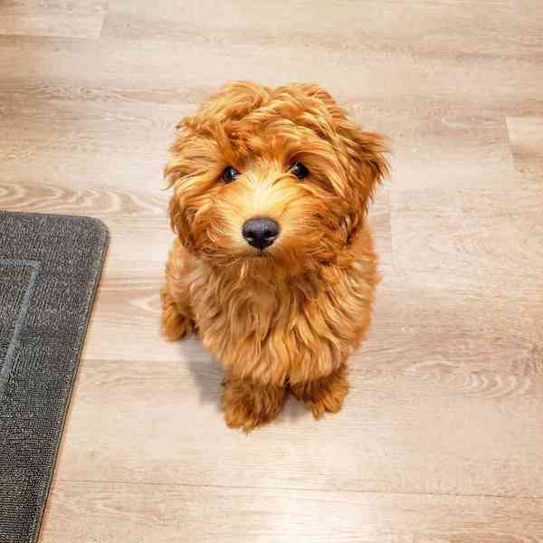 ✨🐶 ADORABLE GOLDEN DOODLE PUPPIES READY FOR THEIR FOREVER H - foto 3