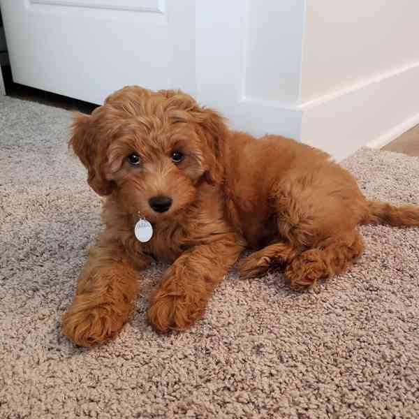 ✨🐶 ADORABLE GOLDEN DOODLE PUPPIES READY FOR THEIR FOREVER H - foto 1