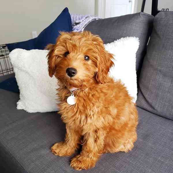 ✨🐶 ADORABLE GOLDEN DOODLE PUPPIES READY FOR THEIR FOREVER H - foto 5