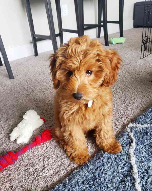 ✨🐶 ADORABLE GOLDEN DOODLE PUPPIES READY FOR THEIR FOREVER H - foto 4