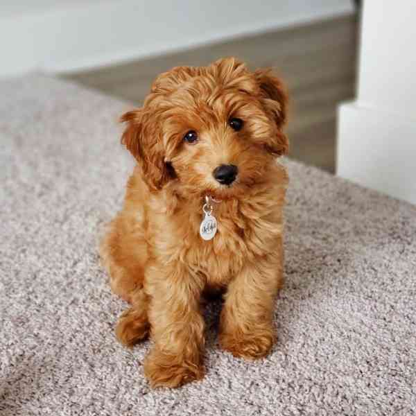 ✨🐶 ADORABLE GOLDEN DOODLE PUPPIES READY FOR THEIR FOREVER H - foto 2