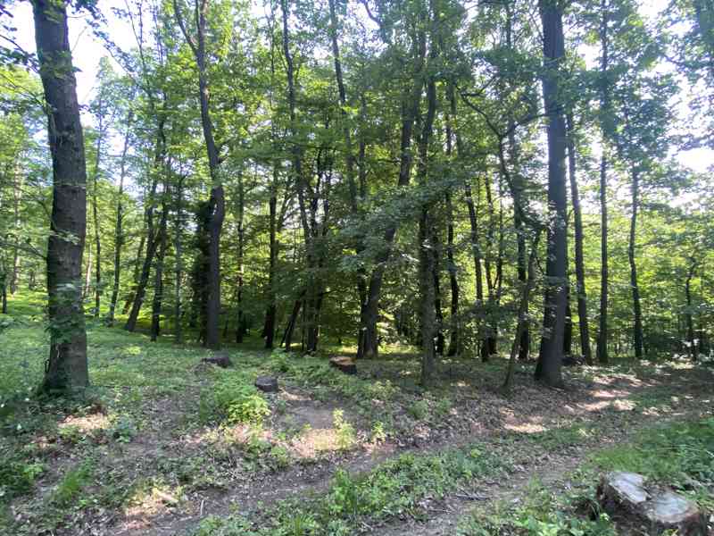 Lesní pozemek Roštění - foto 9