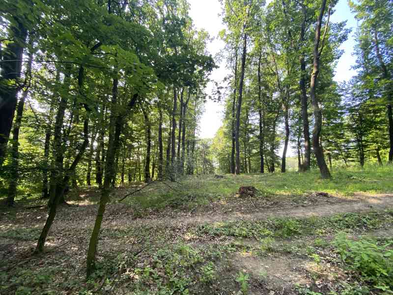 Lesní pozemek Roštění - foto 11