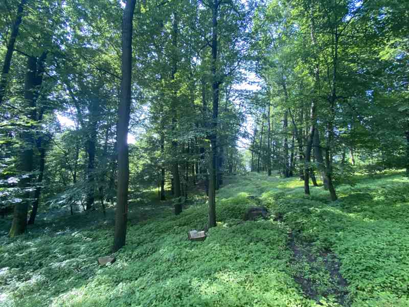 Lesní pozemek Roštění - foto 8