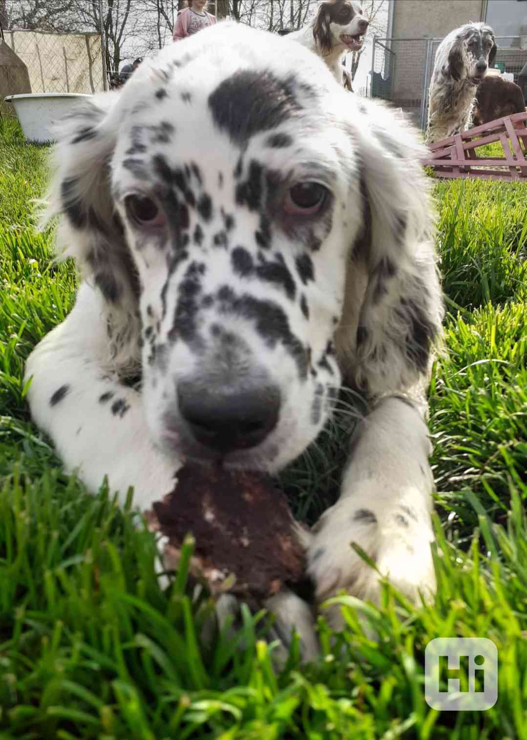 Anglický setr  - foto 1