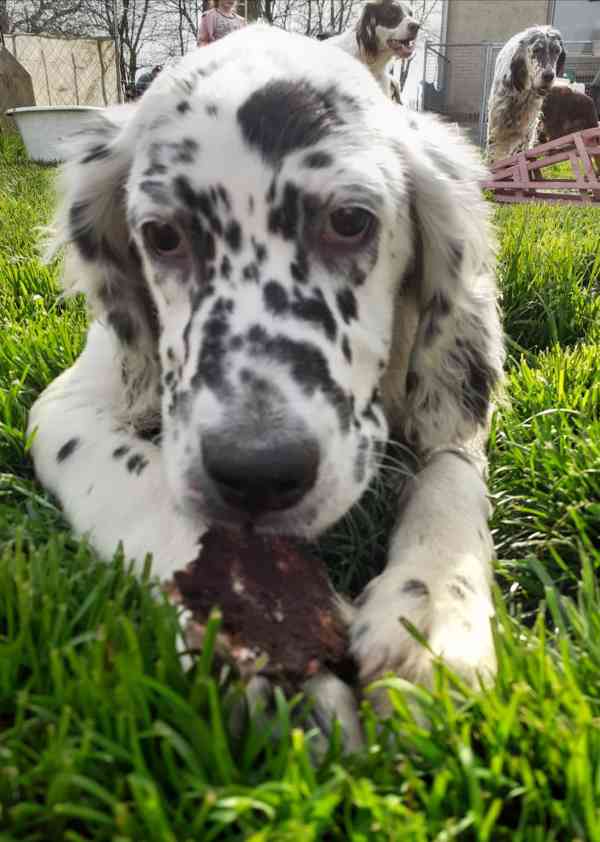 Anglický setr  - foto 1