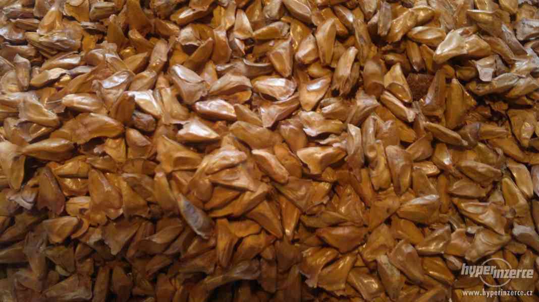 Jedle kavkazská (Abies nordmanniana Spach) - semena