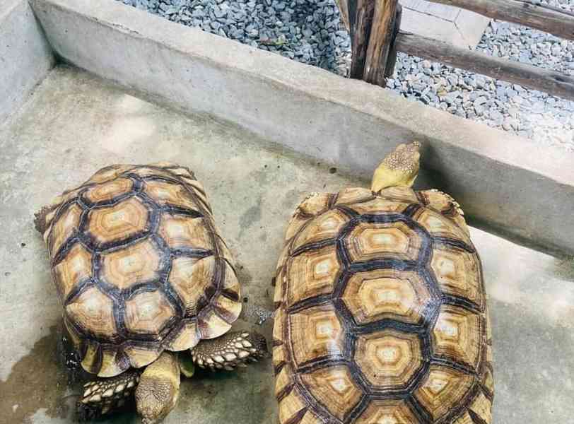 Želva sulcata k adopci zdarma.  - foto 2