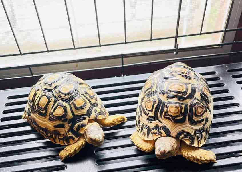 Želva sulcata k adopci zdarma. 