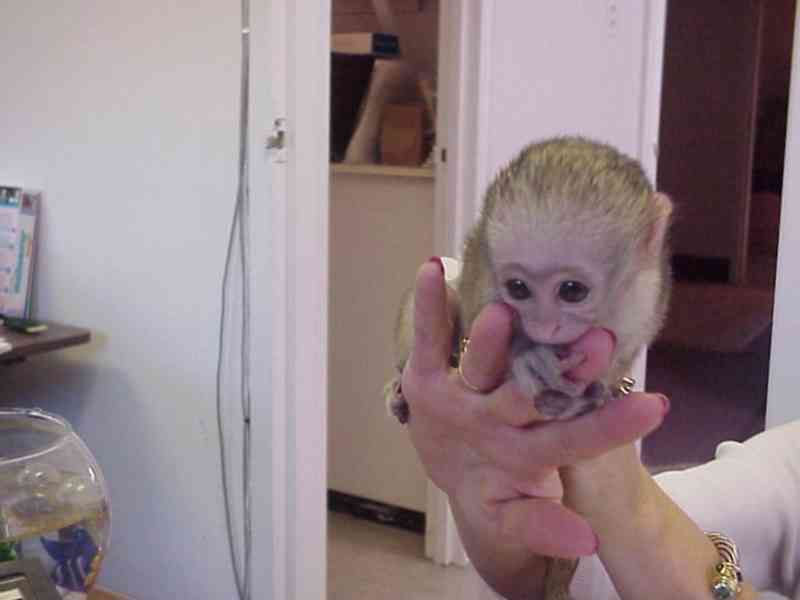 Mláďata kapucínských opic k adopci - foto 1