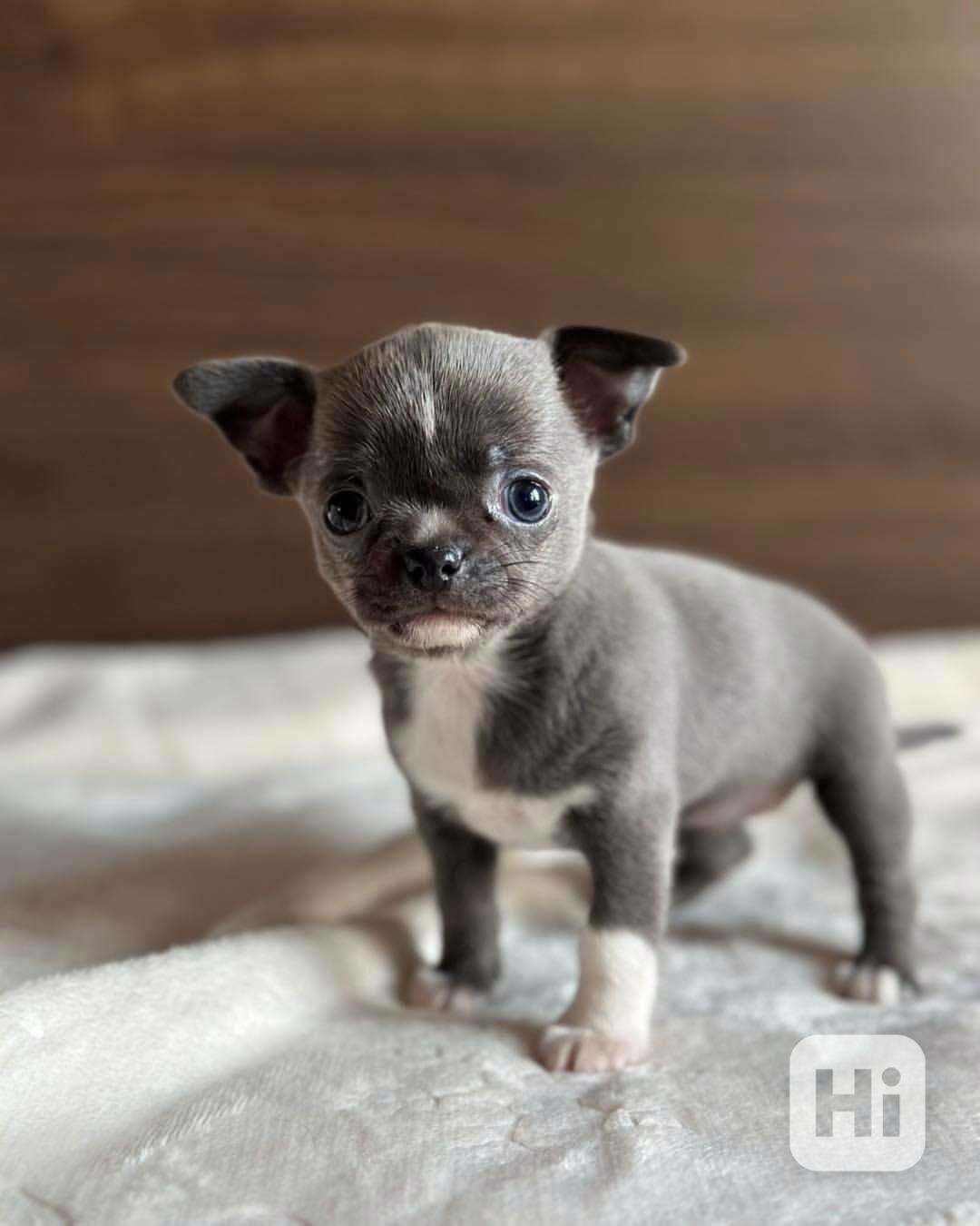 Štěňata čivavy Pp - foto 1