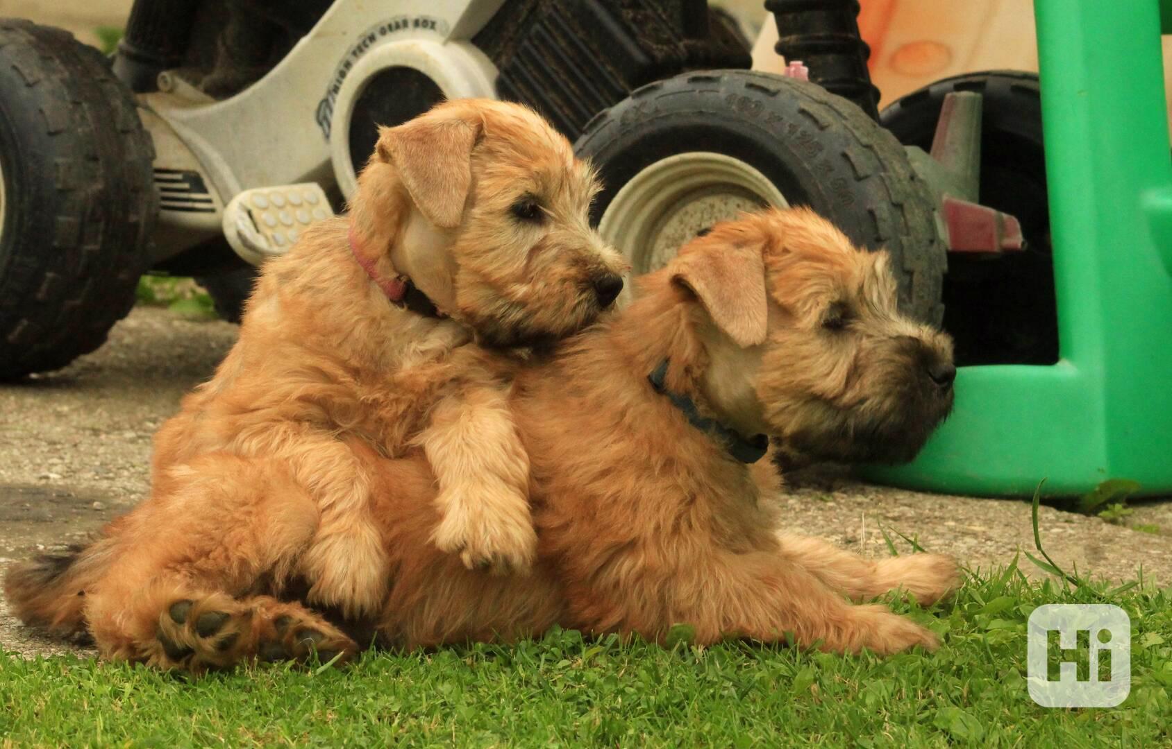 Irish soft coated wheaten terrier - foto 1