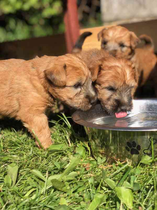 Irish soft coated wheaten terrier - foto 28