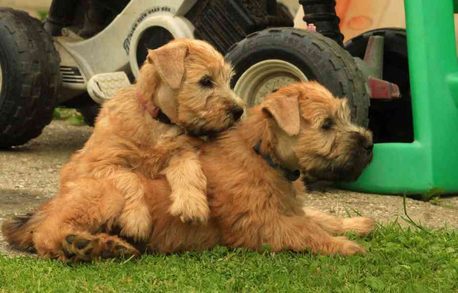 Irish soft coated wheaten terrier - foto 1
