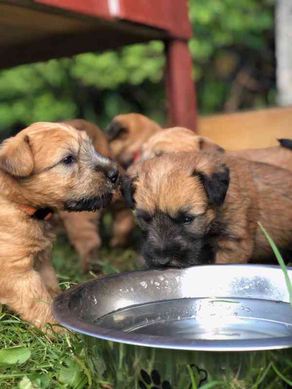 Irish soft coated wheaten terrier - foto 35