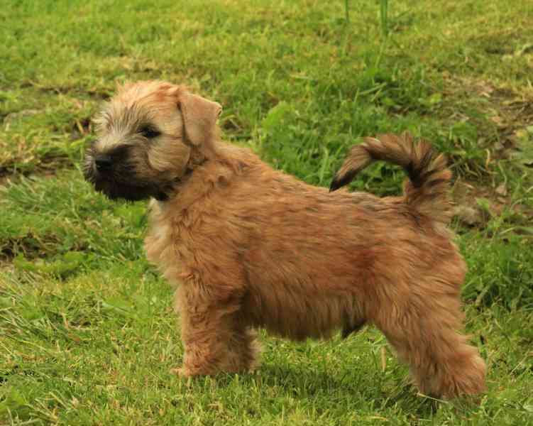 Irish soft coated wheaten terrier - foto 41