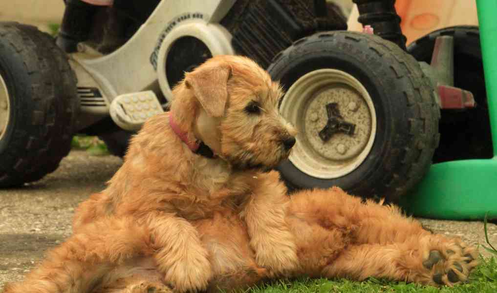 Irish soft coated wheaten terrier - foto 44