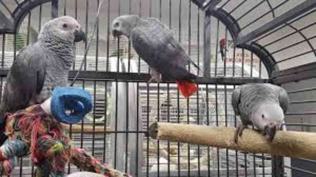Krásní afričtí papoušci šedí Ručně odchovaní afričtí šedí pa - foto 1
