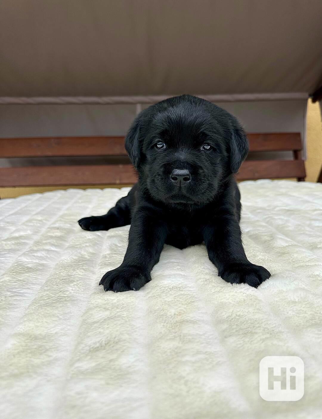 Labradorský Retriever s PP - foto 1