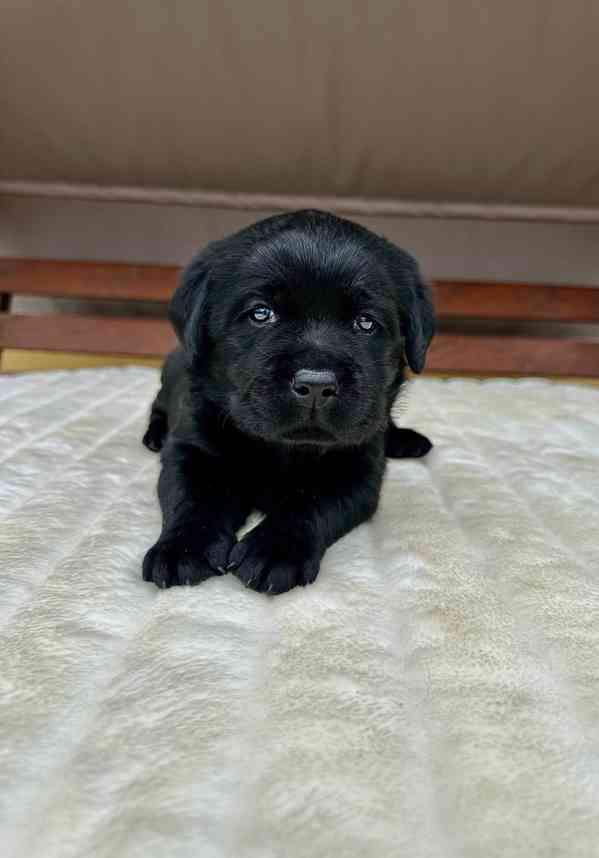 Labradorský Retriever s PP - foto 5