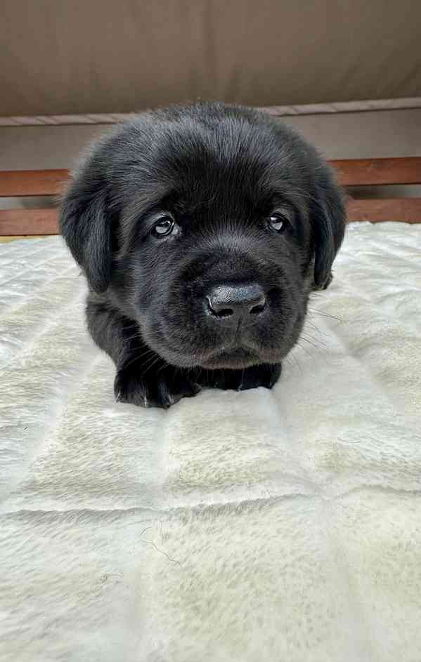 Labradorský Retriever s PP - foto 11
