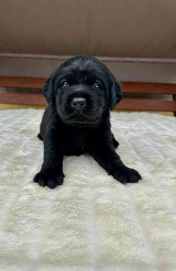 Labradorský Retriever s PP - foto 9