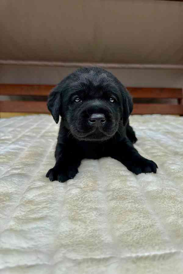 Labradorský Retriever s PP - foto 7
