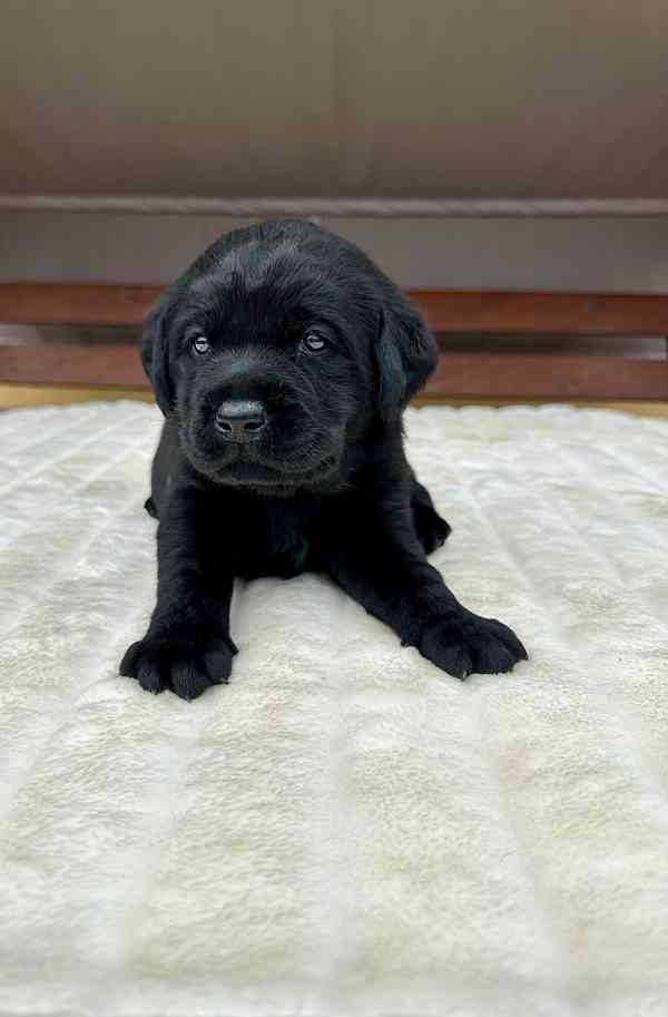 Labradorský Retriever s PP - foto 8