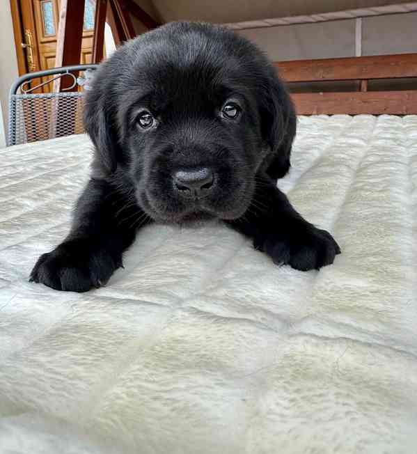 Labradorský Retriever s PP - foto 14