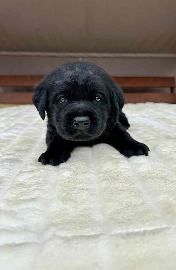 Labradorský Retriever s PP - foto 6
