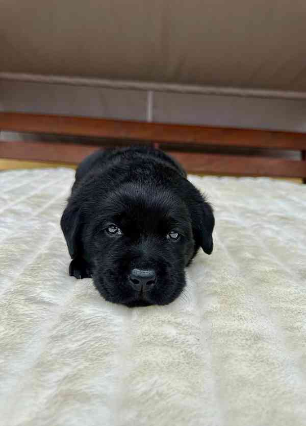 Labradorský Retriever s PP - foto 4