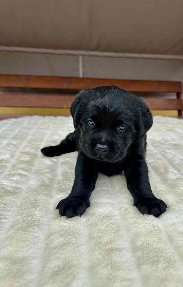 Labradorský Retriever s PP - foto 2