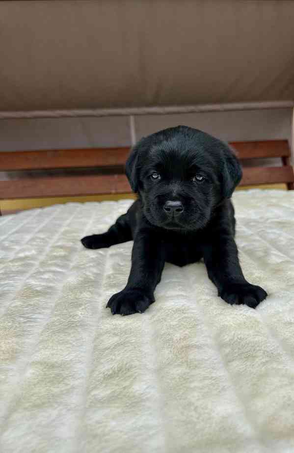 Labradorský Retriever s PP - foto 3