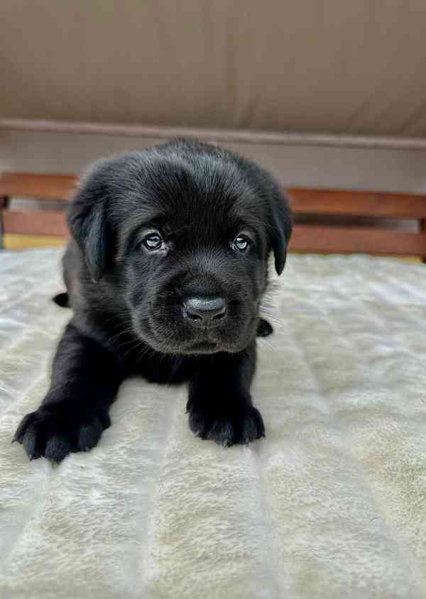 Labradorský Retriever s PP - foto 10