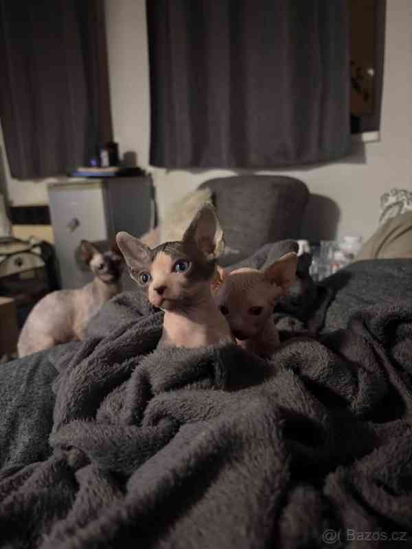 Kanadský sphynx koťátka - foto 1