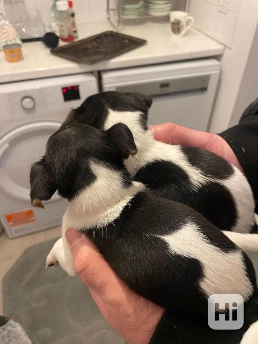 11 týdenní Jack Russell teriér s PP - foto 1